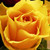 :iconlemonsoda0803: