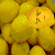 :iconlemony-lemontons:
