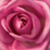 :iconlemony-may: