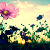 :iconlenaarnold: