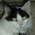 :iconlenka-united: