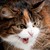 :iconlenoraart: