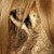 :iconleo1396: