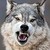 :iconleo5809: