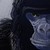 :iconleocarpes: