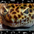 :iconleogeckoworld: