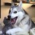 :iconleon-the-little-shit: