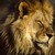 :iconleopard7362: