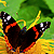 :iconLeopardeLione: