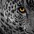 :iconleopardfire1: