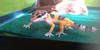 :iconleopardgeckolovers: