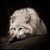 :iconleopardheart16: