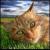 :iconleopardlilly:
