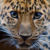 LeopardSixteen :iconleopardsixteen: