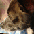 :iconLeopardtail: