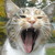 :iconleopardtail101: