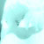 :iconleosous:
