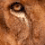 :iconLeoTheLioness17: