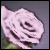 :iconlepinkone: