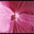 :iconleporid: