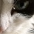 :iconlerez: