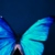 :iconles-mariettes: