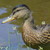 :iconles-patos: