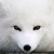 :iconlesocnor: