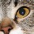 :iconlestatslee:
