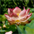 :iconlet-hope-float-up: