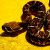 :iconletalsnakeboy: