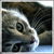 :iconletinuy-animal: