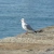 :iconletslook: