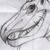 :iconleucocephalis-aeetus: