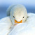 :iconlexalanelk: