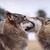 :iconlexia-shadow-wolf: