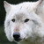 :iconlexichance: