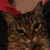 :iconlexycat: