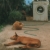 :iconleyla-ivelan:
