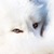 :iconleyrnashan: