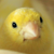:iconlezu: