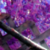 :iconlfirisever: