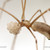 :iconlgeometricus: