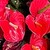 :iconlhyn1611: