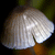 :iconli-quid-z: