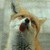 :iconli-shen: