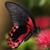 :iconlia1313666: