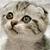 :iconLiabdeh: