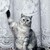 :iconlibramalfoy: