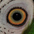 :iconlibrianknight: